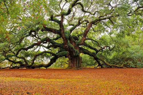 aportraitofawomanreading:  “Trees are sanctuaries. Whoever knows how to speak to them, whoever knows how to listen to them, can learn the truth. They do not preach learning and precepts, they preach undeterred by particulars, the ancient law of