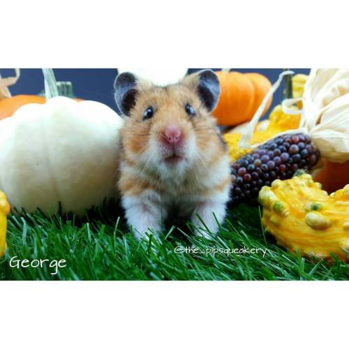 thepipsqueakery: Oh George! You are the most perfect hamster I have ever met! #hamster #pumpkin #hal