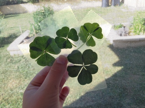 fluffyplant:  fluffyplant:  three four leaf clovers i found walking home and my v precious five leaf clover (´・ω・`)  oh wow i didnt realise this has so many notes ★~(◡‿◡✿) 