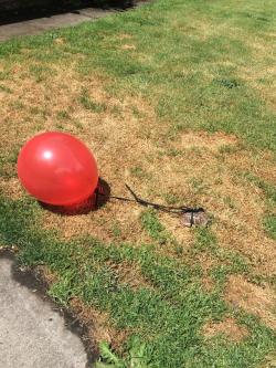 awwww-cute:  My turtle, Georgie Pordgie, making another run for it. The balloons in case we lose him in the backyard. He’s a runner. (Source: http://ift.tt/2rp0vFA)