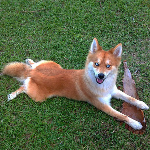 pensandthings:awesome-picz:Meet Fox Dog, A Pomeranian-Husky Mix Who Is Taking The Internet By Storm.