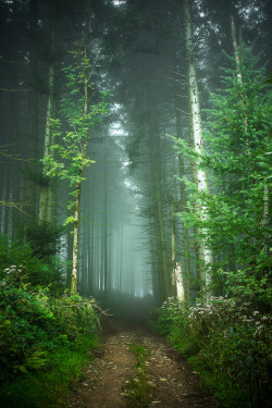 Etherealvistas:  Bois De Montarroux (France) By Patrice Mestari 