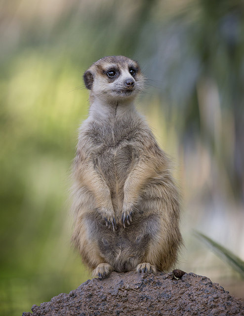 sdzoo:  What’s Up? by Angie BellMeerkat adults take turns acting as guard while