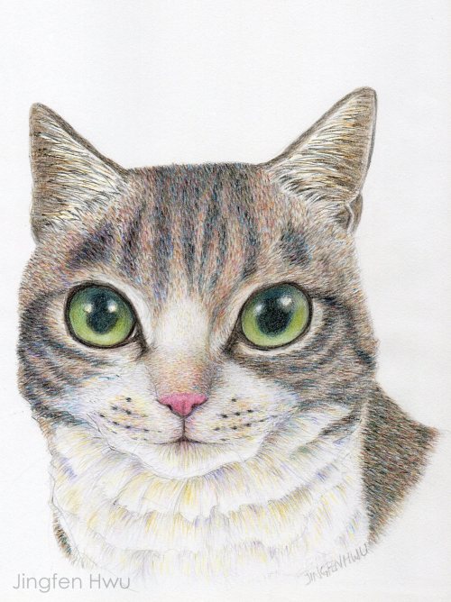 cat art print - a cat portrait drawing by Jingfen Hwu with watercolor pencils