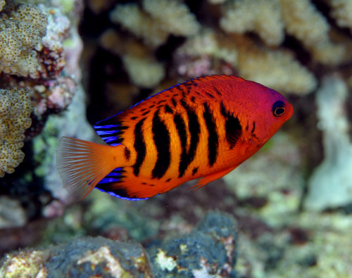 Flame angelfish (Centropyge loricula)