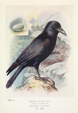 heaveninawildflower: Raven. Illustration taken from ‘Britain’s Birds and Their Nests’ by A. Landsborough Thomson.  Illustrations by George Rankin. Published 1910 by W. &amp; R. Chambers. American Museum of Natural History Library. Biodiversity Heritage