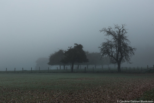 carolinedattnerblankstein:Living shadows in the fog of Normandy…  /  Ombres vivantes des brouillards