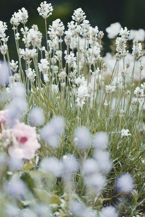 swanwing:lavender in my garden ♡