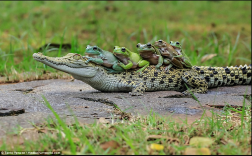 snailsnack:Yes..very good..five froggies just sittin on an alligator..