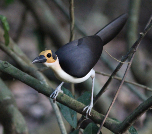 White-necked Rockfowlaka White-necked Picathartes (Picathartes Gymnocephalus), Family Picathartidae,