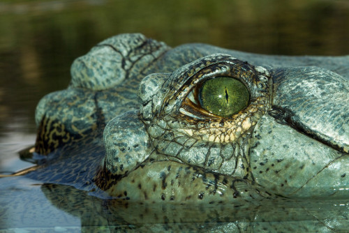 coolthingoftheday:TOP TEN COOLEST ANIMAL EYES 1. Gecko 2. Tarsier 3. Gharial (a member of the croc