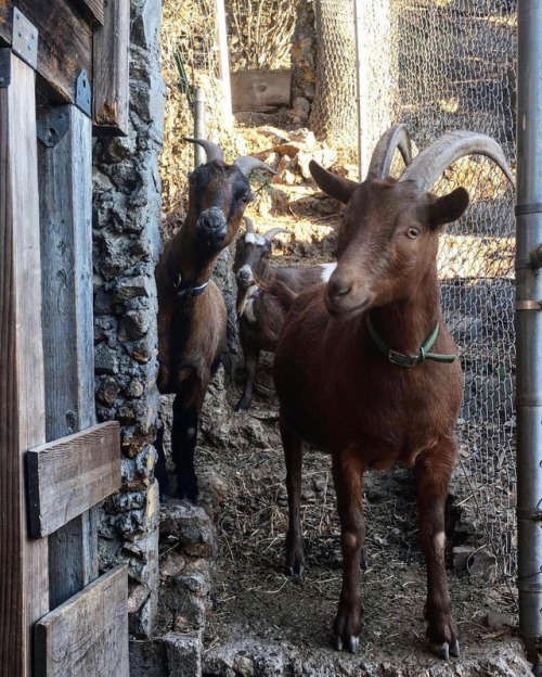 Your crew could never.#squadgoals #goats #goatsofinstagram