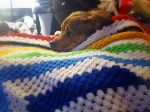 acetrainermikael:  Joxer all wrapped up in the gayest blanket I’ve ever made XD