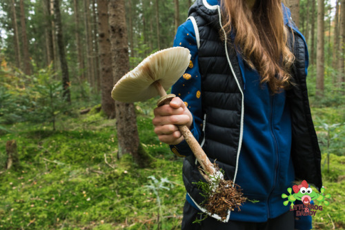 Mushroom Foray, part 2 Finding mushrooms is very exhausting so we had to make a little lunch break w