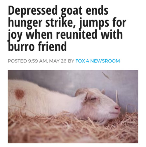 thriveworks:Uplifting Animal News Stories (see 10 more)