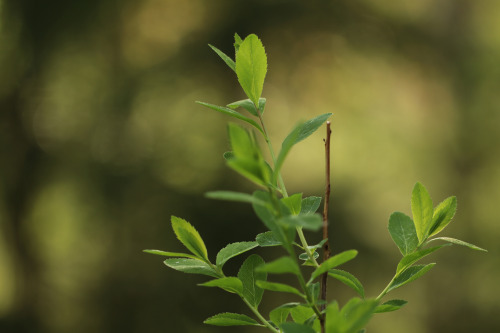 The wonders of the colour green.