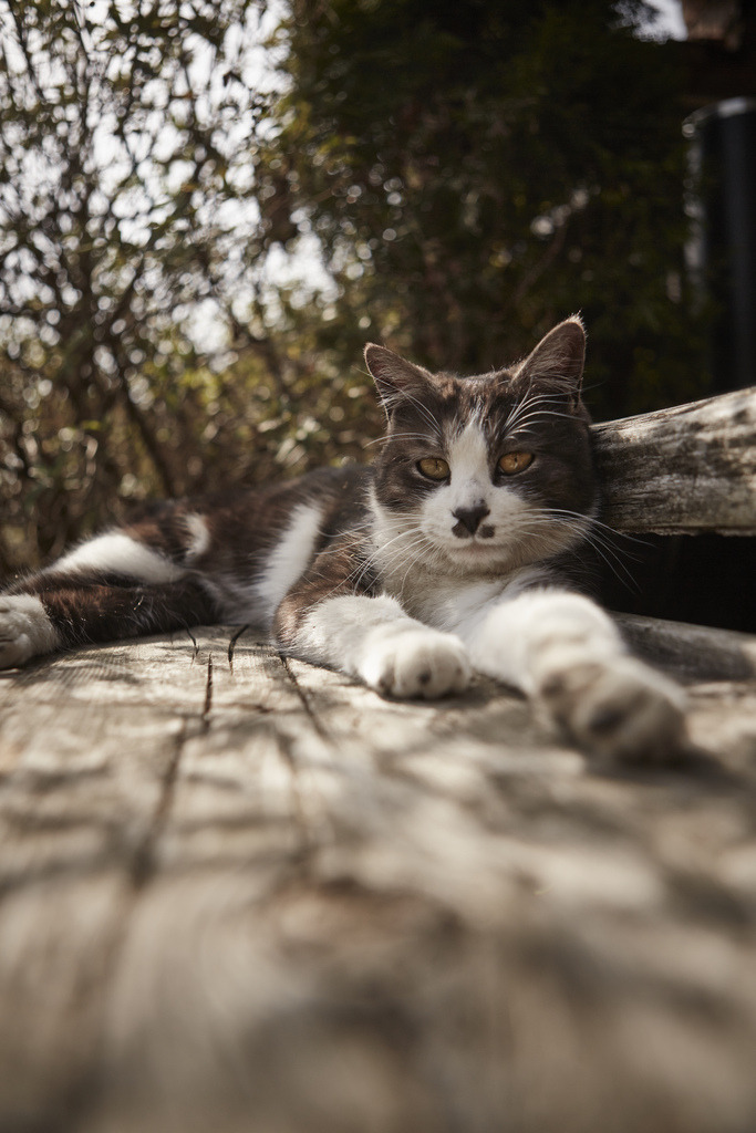 photogenicfelines:  (kaneko_ryo)