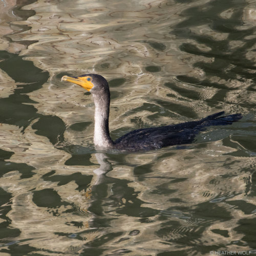 Double-crested CormorantBrooklyn Bridge Park, Pier 3