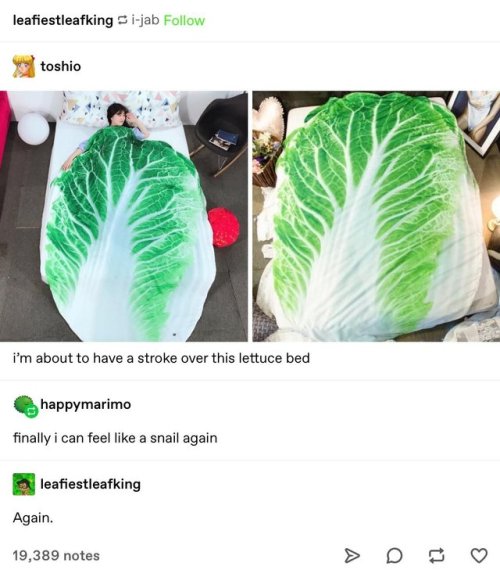 lettuce bed