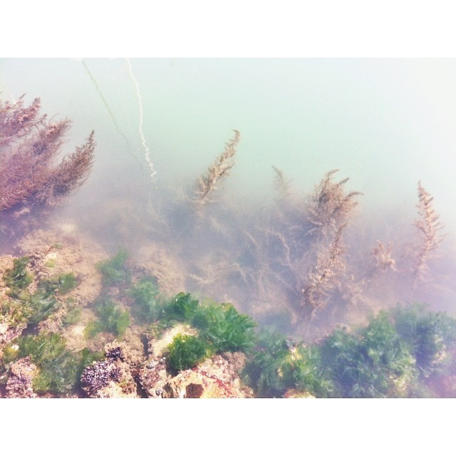 thecellophaneflower:  light-gaps:  a tiny corner of the Pacific Ocean aka my heart