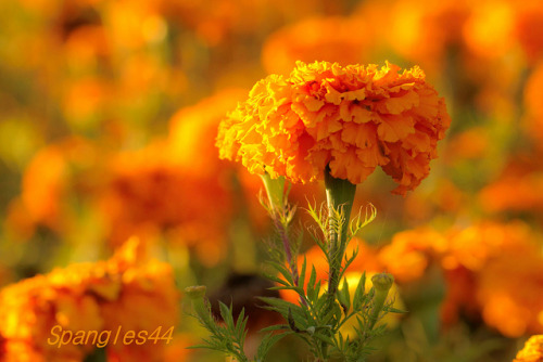Marigold Field by Spangles44 Blinkagain Poor internet access on Flickr.