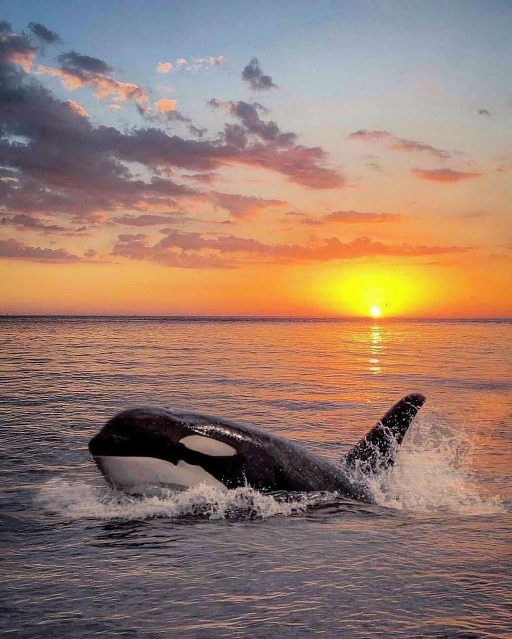 dark34angel:Playful moments. 💦 The killer whale, otherwise known as an orca, inhabit all oceans of the world. While they are most abundant in colder waters like Alaska, Antarctica, and Norway, they are also spotted in tropical and subtropical waters