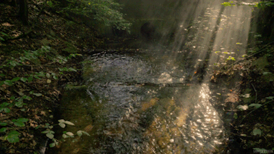 forest stream gif Tumblr posts - Tumbig.com