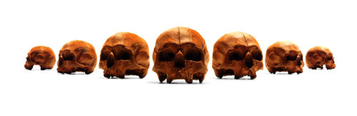 itscolossal:  Edible Anatomically Accurate Chocolate Human Skulls