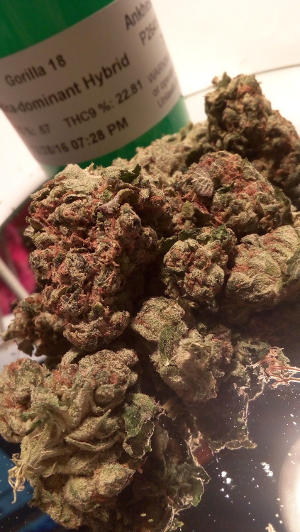 thefourtwentytimes:  Gorilla 18 is a hybrid that is not for the inexperienced smoker it is guaranteed to mash you down
