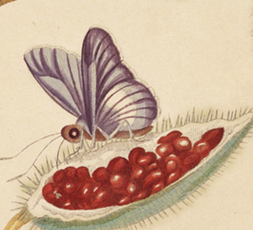 Maria Sibylla Merian made a life’s work out of scientific illustration. Her images remain some