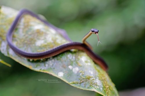 doodlepede: end0skeletal-undead: Ecuador Frog-eating Snake, Diaphorolepis wagneriPhotos by Matthieu 