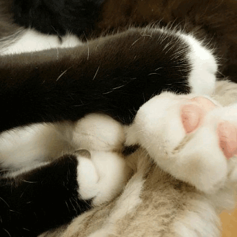 Precious toe beans