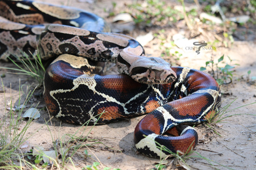 Rutabaga - Suriname (Boa constrictor)Snagged a real nice looking female Suri up on MM a few weeks ba
