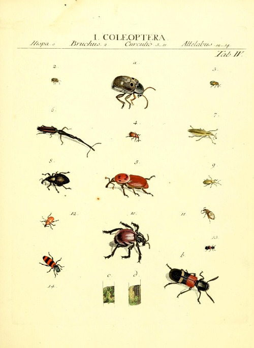 wapiti3:  The types of insects Linnaei and Fabrice icons, illustrated / by John James Roemer. on Flickr. Publication info Vitoduri Helvetorum :Prostat apud Henric. Steiner et Socios,MDCCLXXXIX [1789] BHL Collections: Smithsonian Libraries 