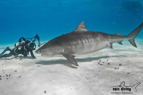 epicdiving:Close up! #tigershark #tigerbeach #sharkdive #photooftheday #photographersdream #divewi