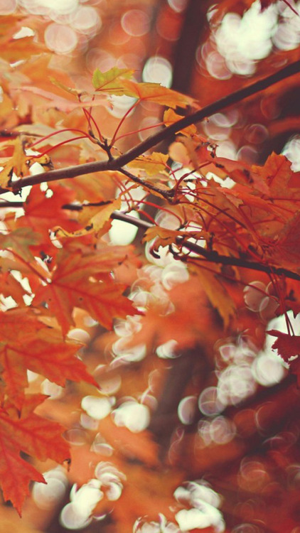 phone-wallpapers-heaven:  Falling for the Autumn /Lockscreens/  