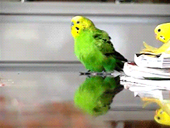 evilhasnever:  birdsbirds:  starborn-vagabond:  pettyartist:  the most graceful of