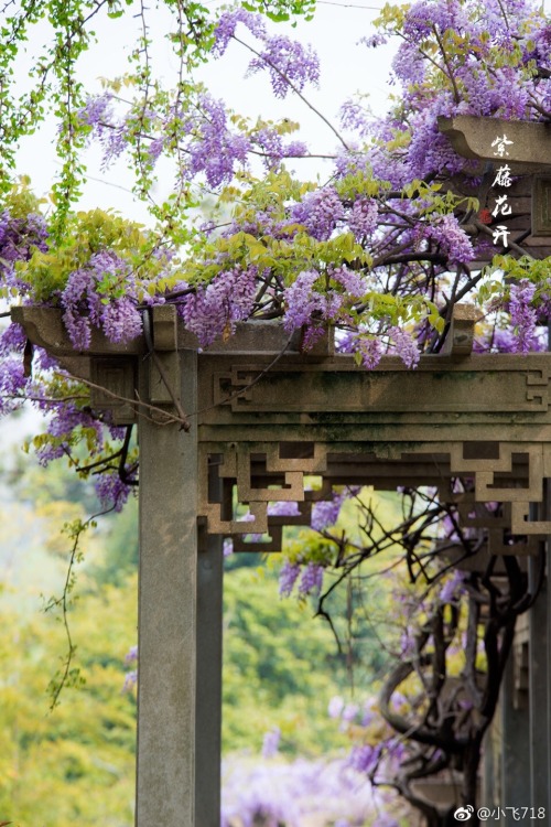 fuckyeahchinesegarden:wisteria blossom in chinese garden by 小飞718