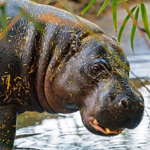 amnhnyc:Aside from size, how does the pygmy hippo (Choeropsis liberiensis) differ from the common hi