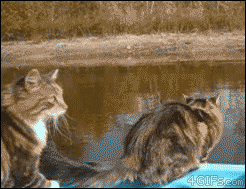 4gifs:  Closer than expected  I…wow. 