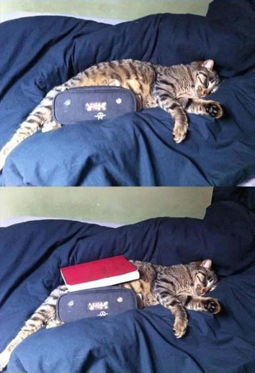 jaidefinichon:  Gatos qls les importa una mierda todo
