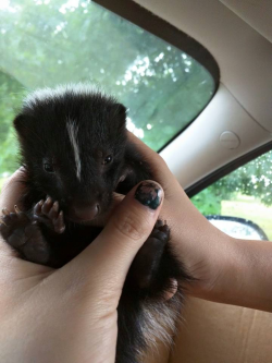 cute-overload:  Baby Skunk - Wife called