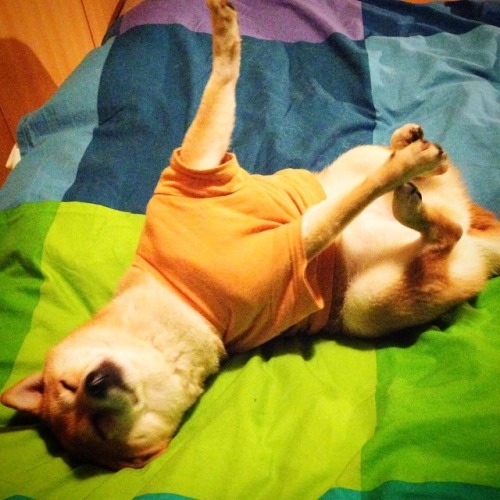 madammaria:  mustardtigress:  The lovely Maruko, shibe of @tommyrts.  @skeletondoggy 