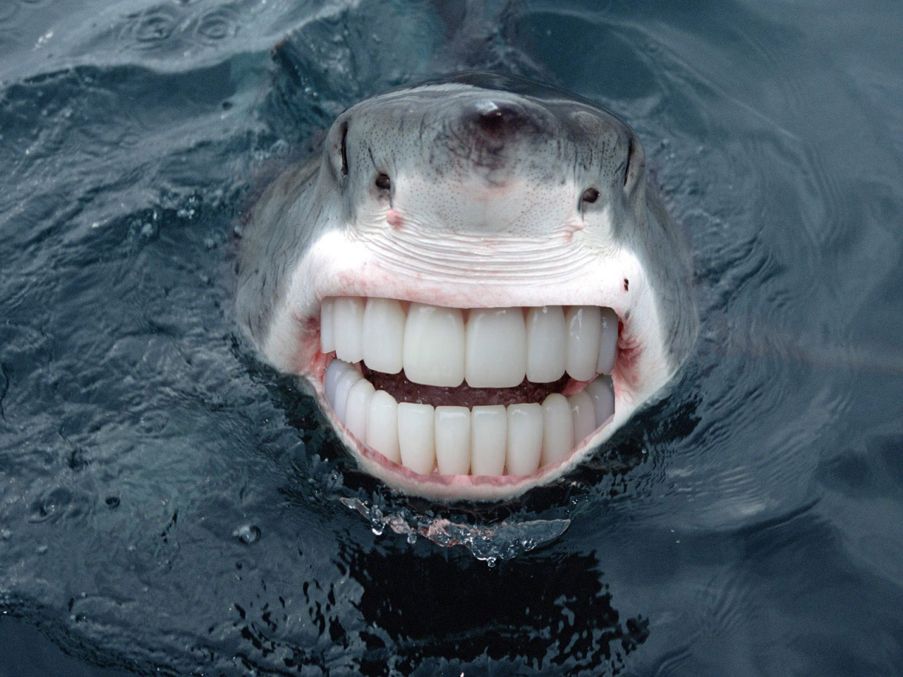 tealeavesanddelirium:  OMG I just looked up animals with human teeth on google and