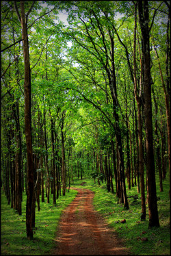 wowtastic-nature:  A ROUTE to remember by