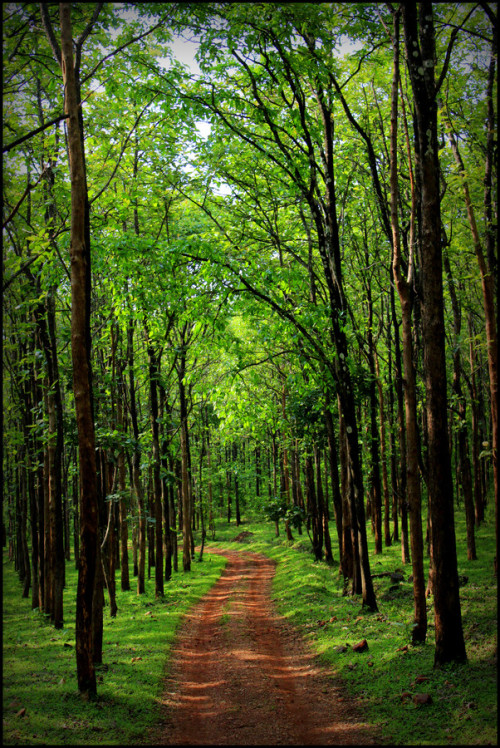 wowtastic-nature: A ROUTE to remember by keshava kumar on 500px.com (Original Size - Height: 5224px 