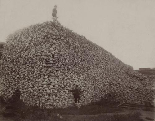 The U.S. Army promoted the wholesale extermination of bison herds in order to defeat the Native Amer