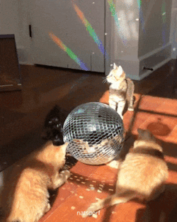 Thenatsdorf:caturday Night Fever (Via Veggiedayz)