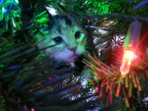 albedosoyna:Pumpkin in a tree.  Oi.