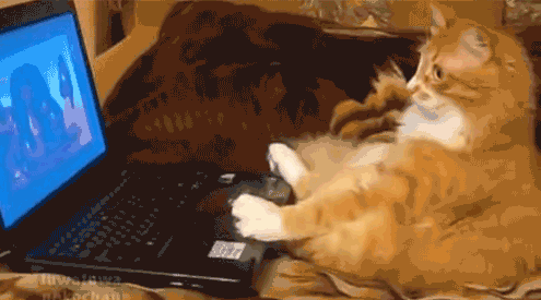 tastefullyoffensive:  Cats Using ComputersPreviously: porn pictures